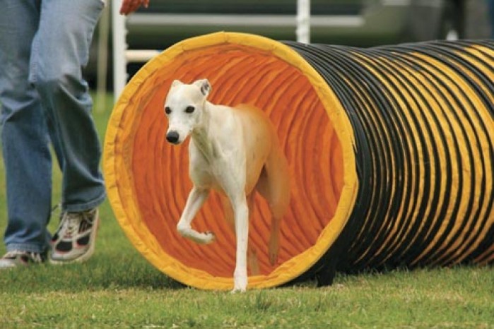 whippet agility