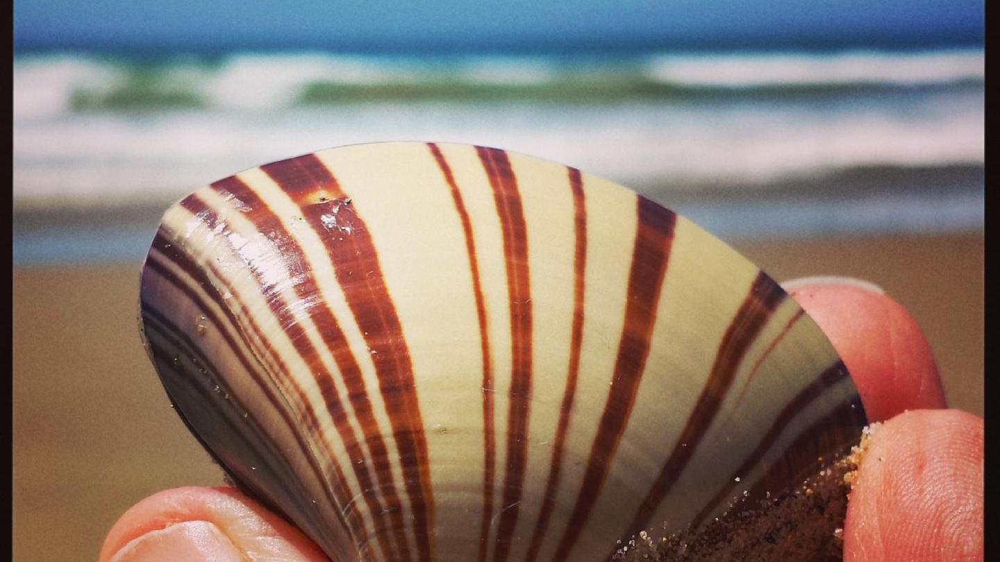 Dig The Pismo Beach Clam Festival This Weekend: Pismo Pier Reopens |  Entertainment | Santamariatimes.com