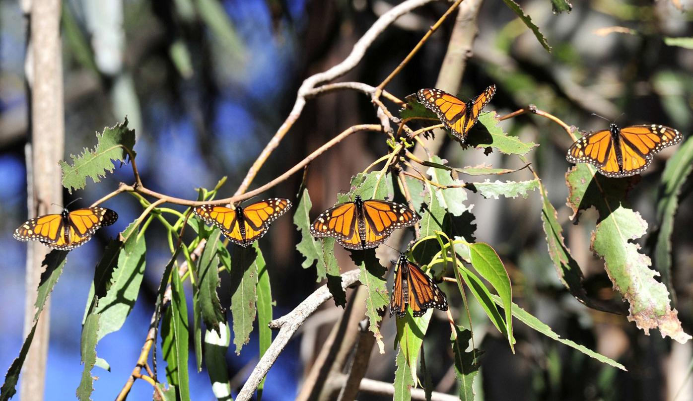 Pismo Beach's famed monarch grove opens Saturday for the season
