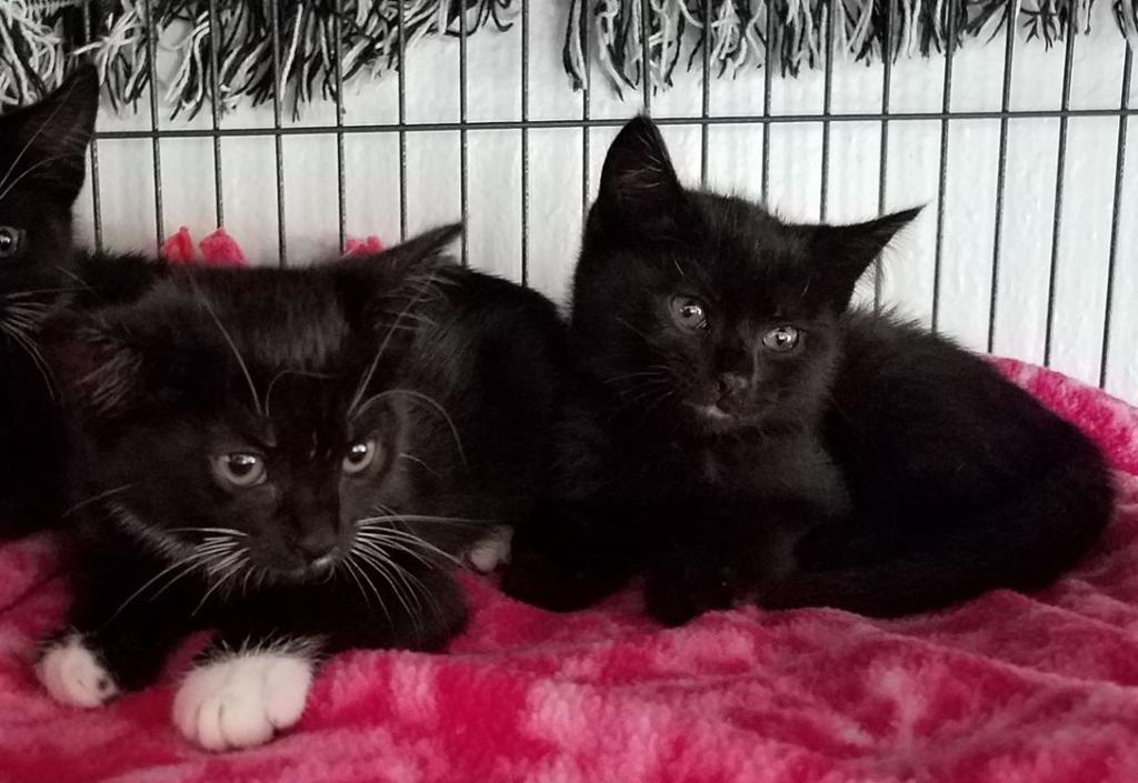 Viva Pets Of The Week Clover Cinder Lifestyles Santamariatimes Com