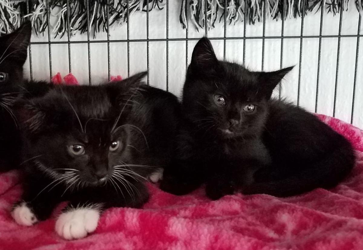 Clover, Cinder