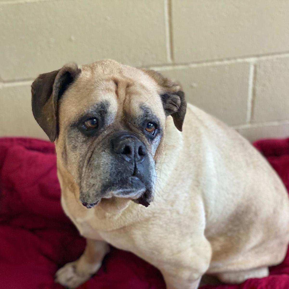 072320 Pet of the Week