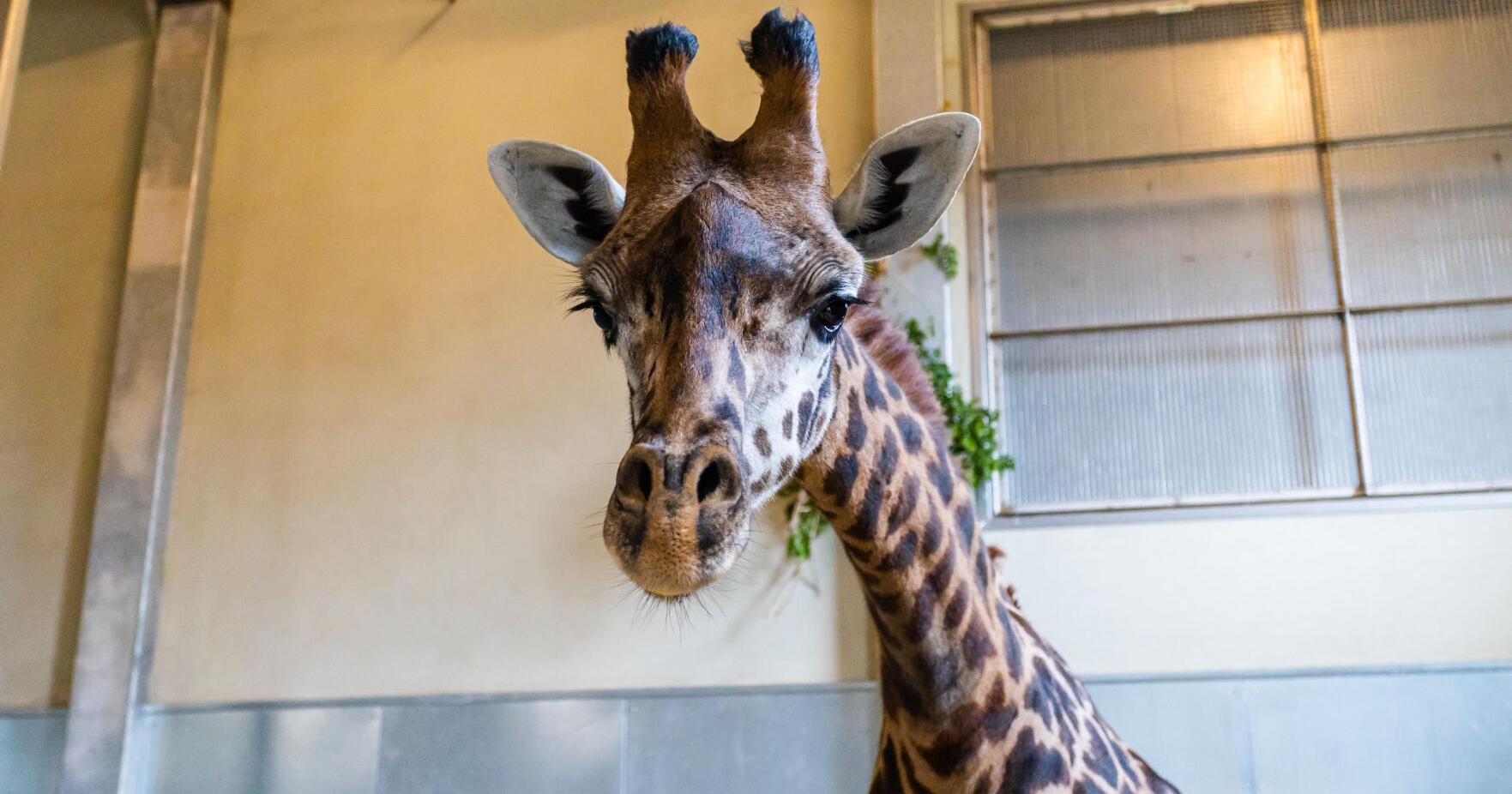 Santa Barbara Zoo announces arrival of 3-year-old Masai giraffe, Theo - Vimarsana News