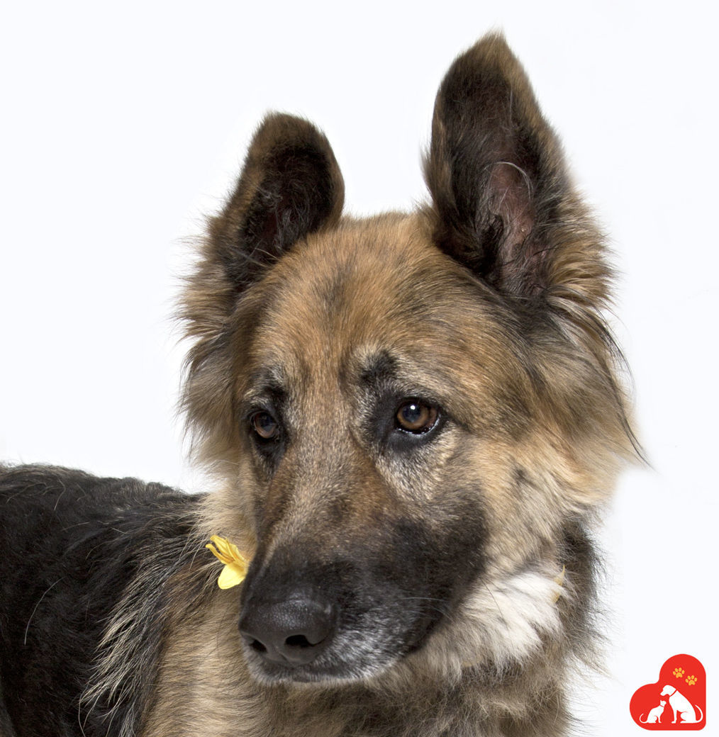 smvhs adoptable dogs