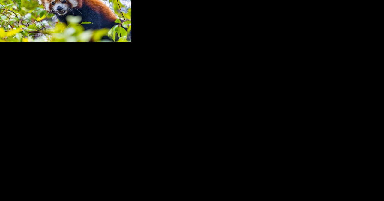Introducing Raj the red panda at the Santa Barbara Zoo - Vimarsana News