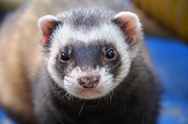 ferret angry