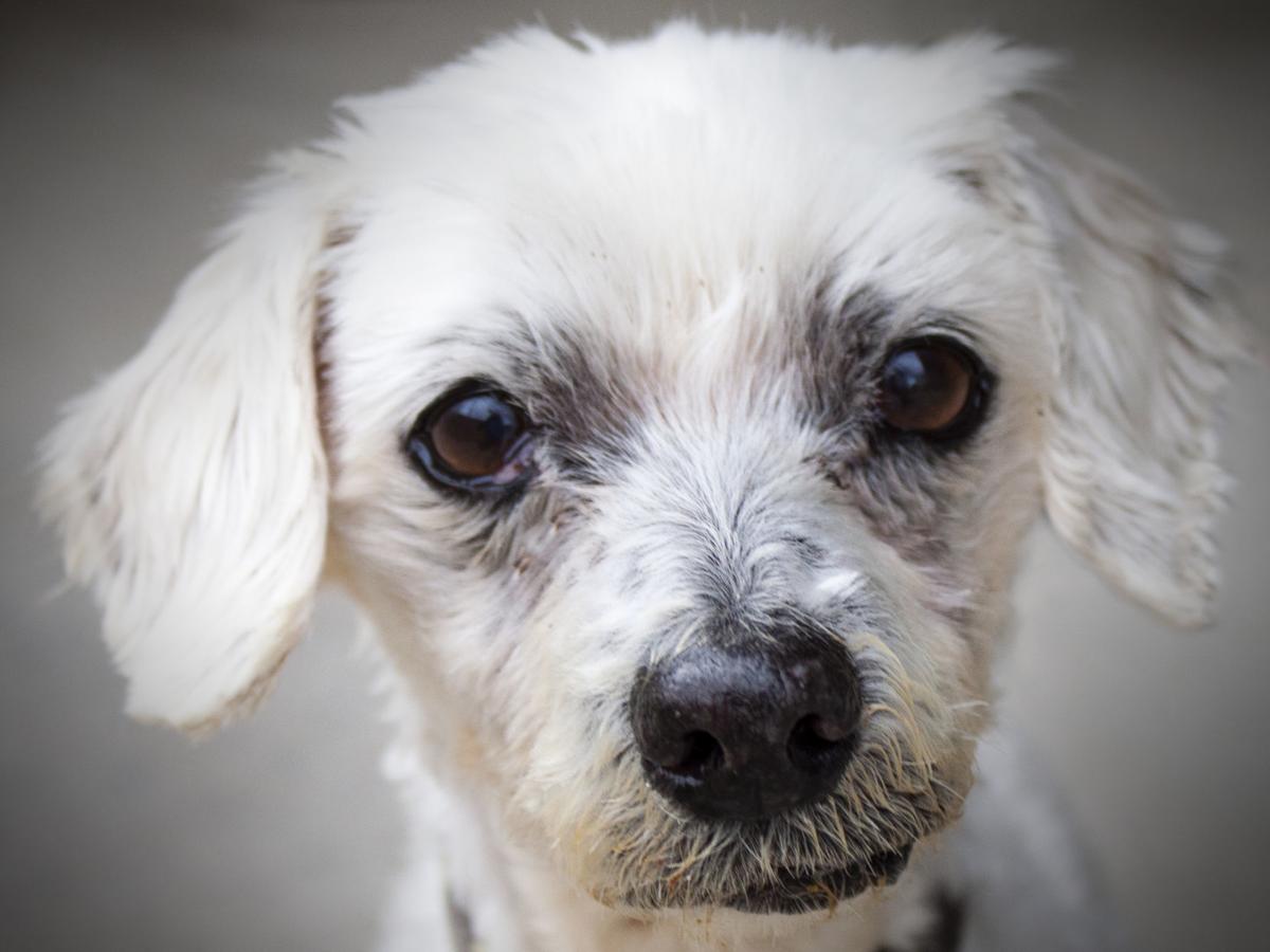 020620 CAPA Pet of the Week