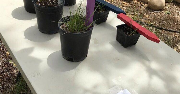 Spring gardening kits available at Santa Maria, Orcutt library branches ...