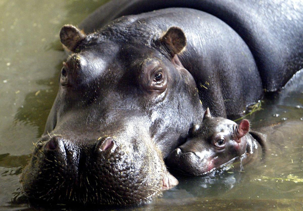 21 photos of baby hippos to celebrate National Hippo Day Lifestyles
