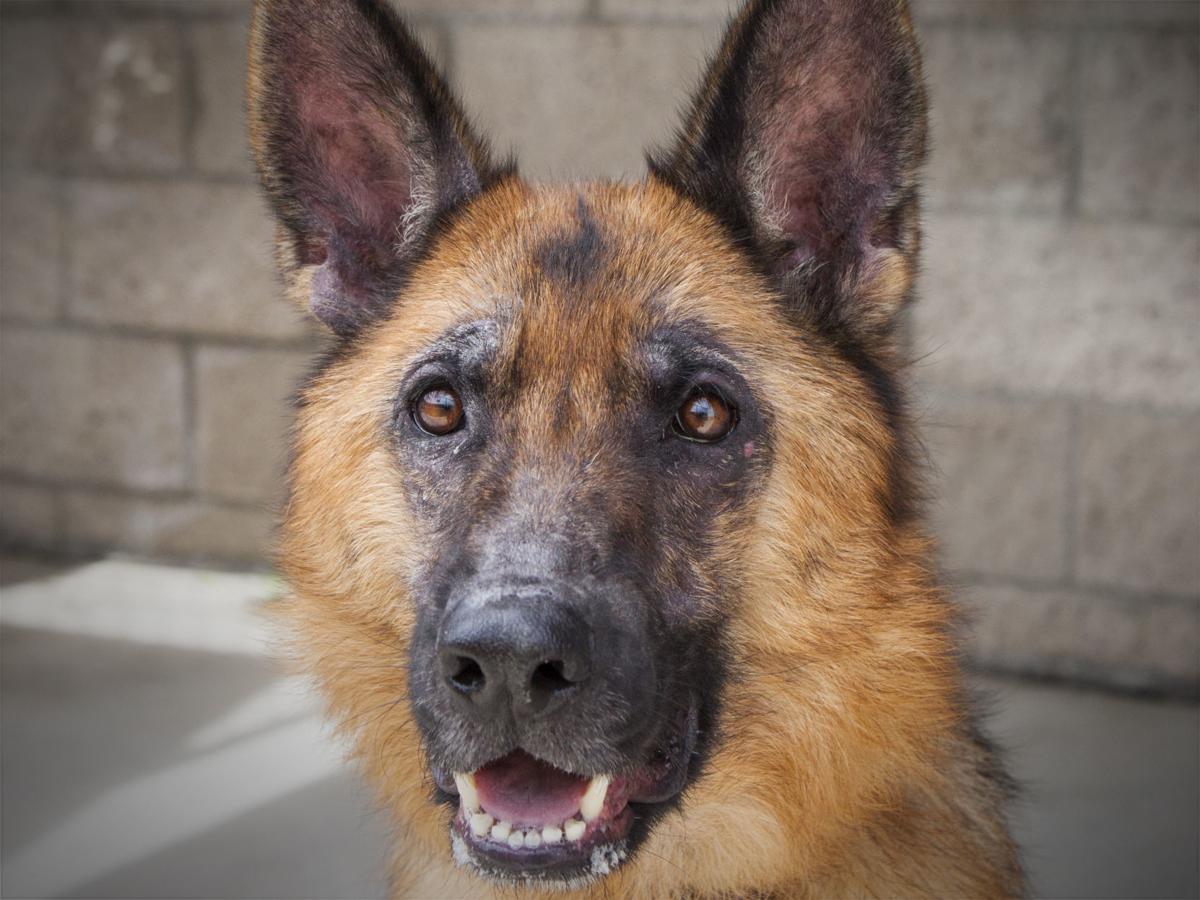 051920 CAPA Pet of the Week