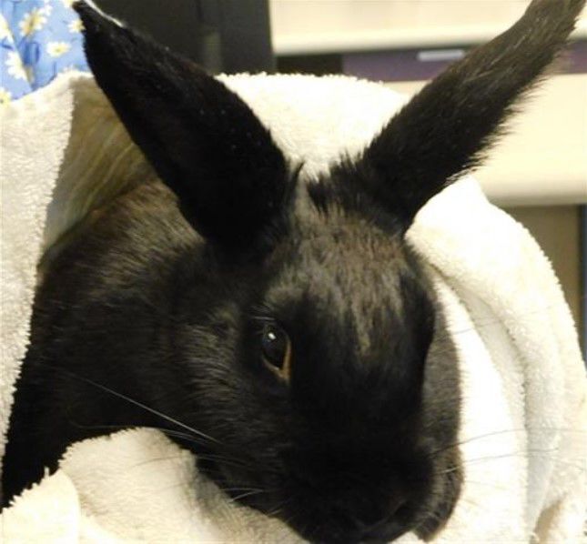 011220 Pet of the Week