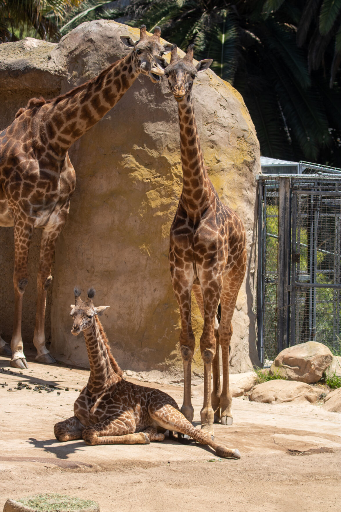 KLAUS BAAPANEMI Masai Giraffe 限定版 63f3e9a8585dc.image.jpg?resize