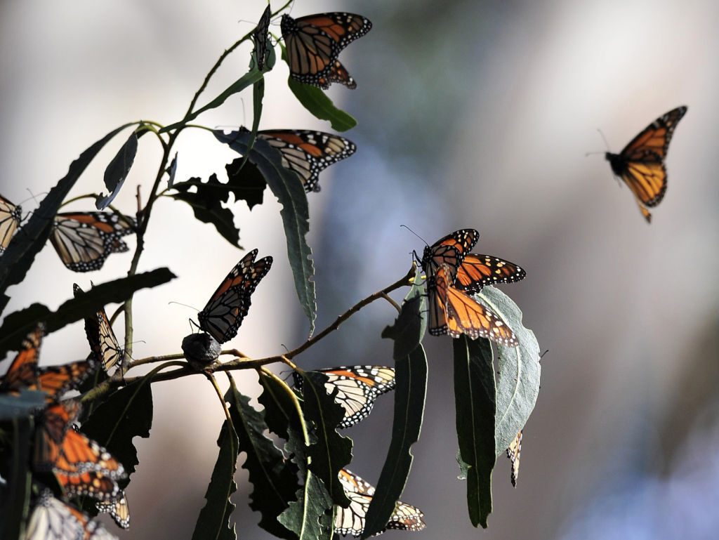 Monarch Butterfly Crisis Starkly Evident At Pismo Beach Grove San Luis Obispo Santamariatimes Com
