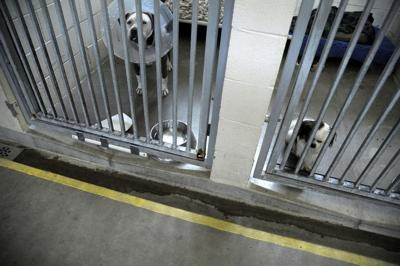 SLO County moving toward new animal shelter | Local News |  