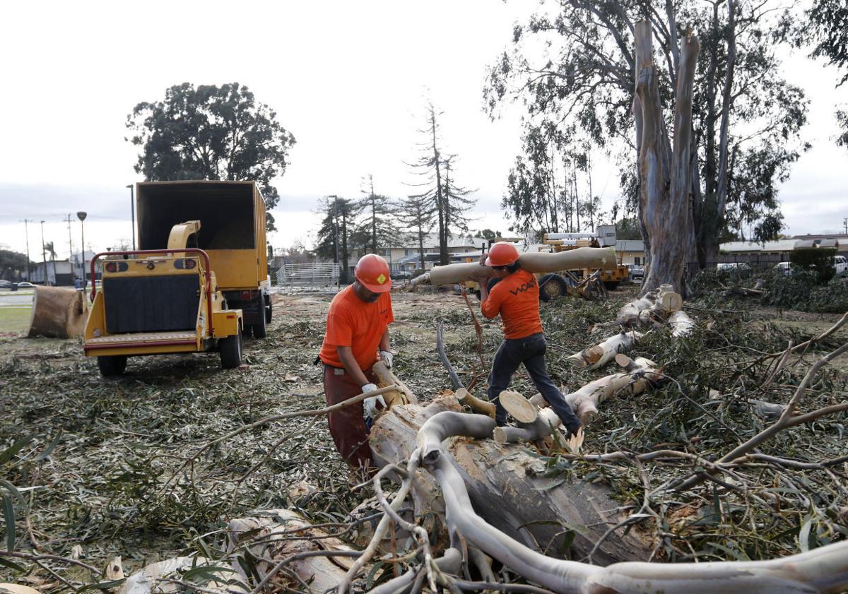 Historic eucalyptus trees cut down in Buena Vista Park Santamaria
