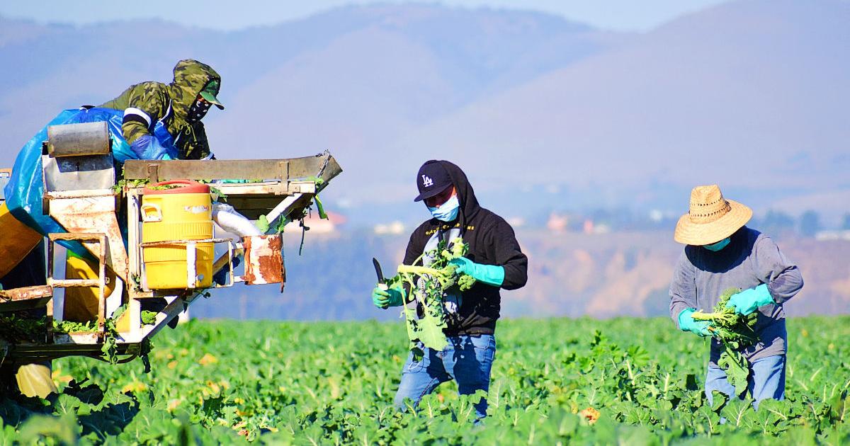 Three coastal counties report mixed crop sales for 2025; SB County up 11.5%