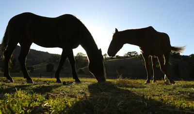 Horses graze