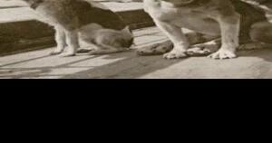 The Titanic's other casualties | Holy Cow! History | Guest - Vimarsana News