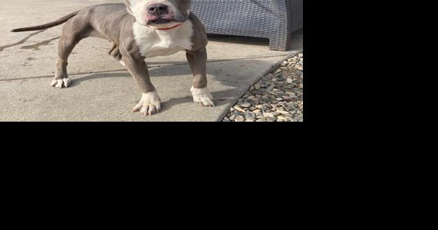 CAPA Pet of the Week: Paisley - Vimarsana News