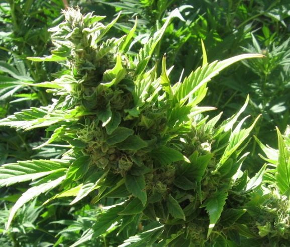 Cannabis bud