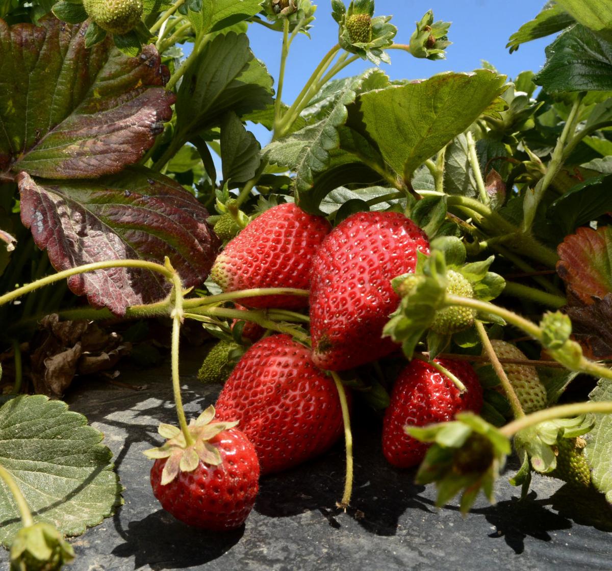 Five new strawberry varieties available to growers this fall