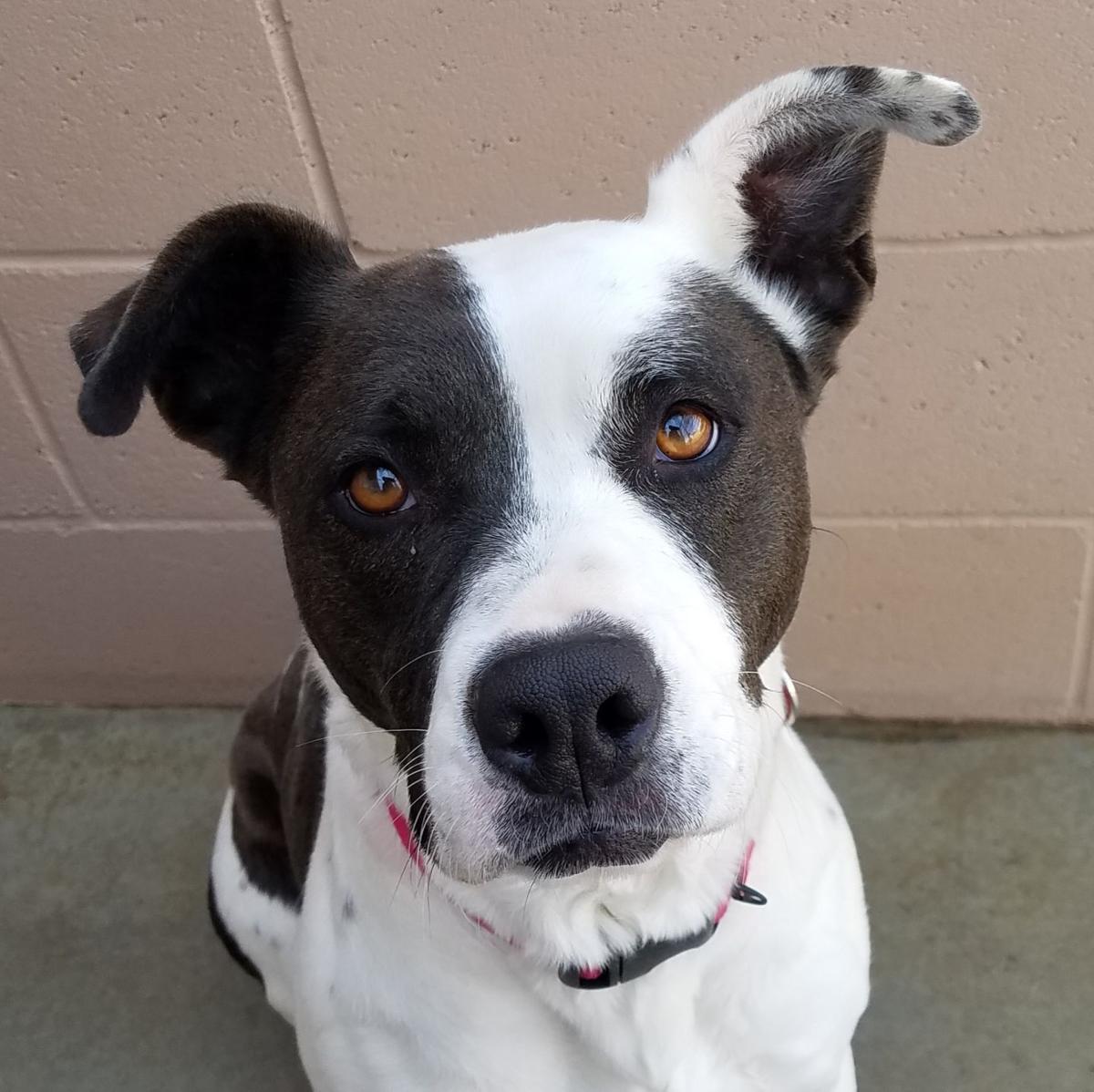 SMVHS Pet of the Week -- Jewel