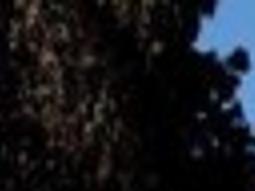 Greyhound To Pull Out Of Lompoc Local News Santamariatimes Com