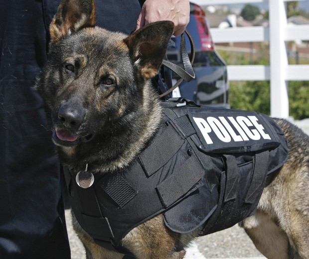 German shepherd police vest hotsell