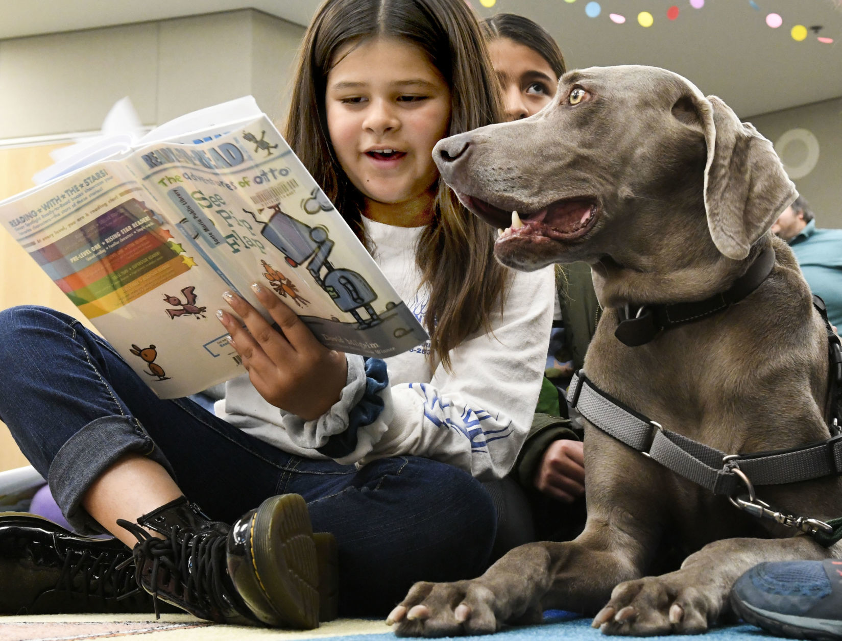 Weimaraner best sale therapy dog