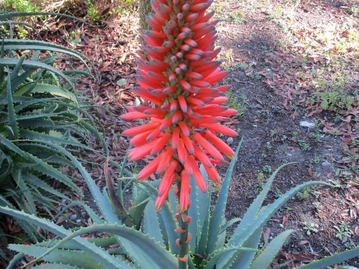 Highlight: Candelabra aloe | Columnist | santamariatimes.com