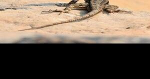 Spotted owl, meet the sagebrush lizard | Guest Commentary - Vimarsana News