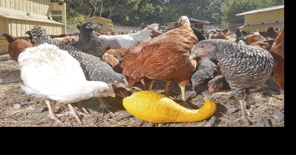 Planning Commission OKs chickens within city limits Government and