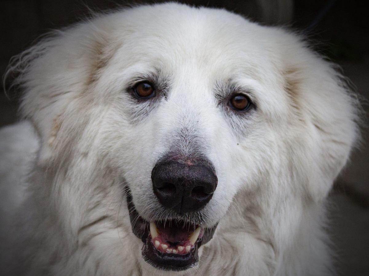 010720 Pet of the Week