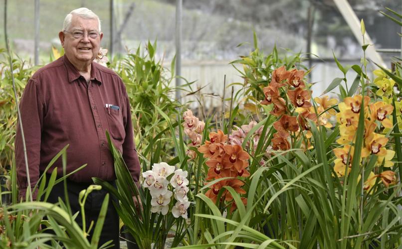 Orchid Hunting To Abound At Annual Show
