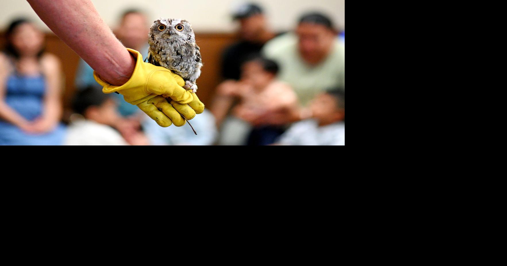 Dealing with garden pests? Learn how owls can help at Sunday ...