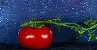 Elaine Revelle: An ode to the tomato berry