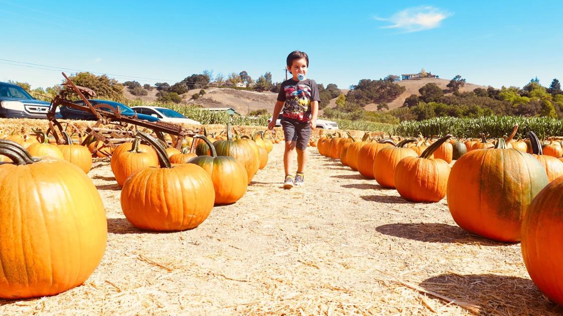 Solvang efforts to engage tourists showcase fall events modified for COVID-19 - Santa Maria Times