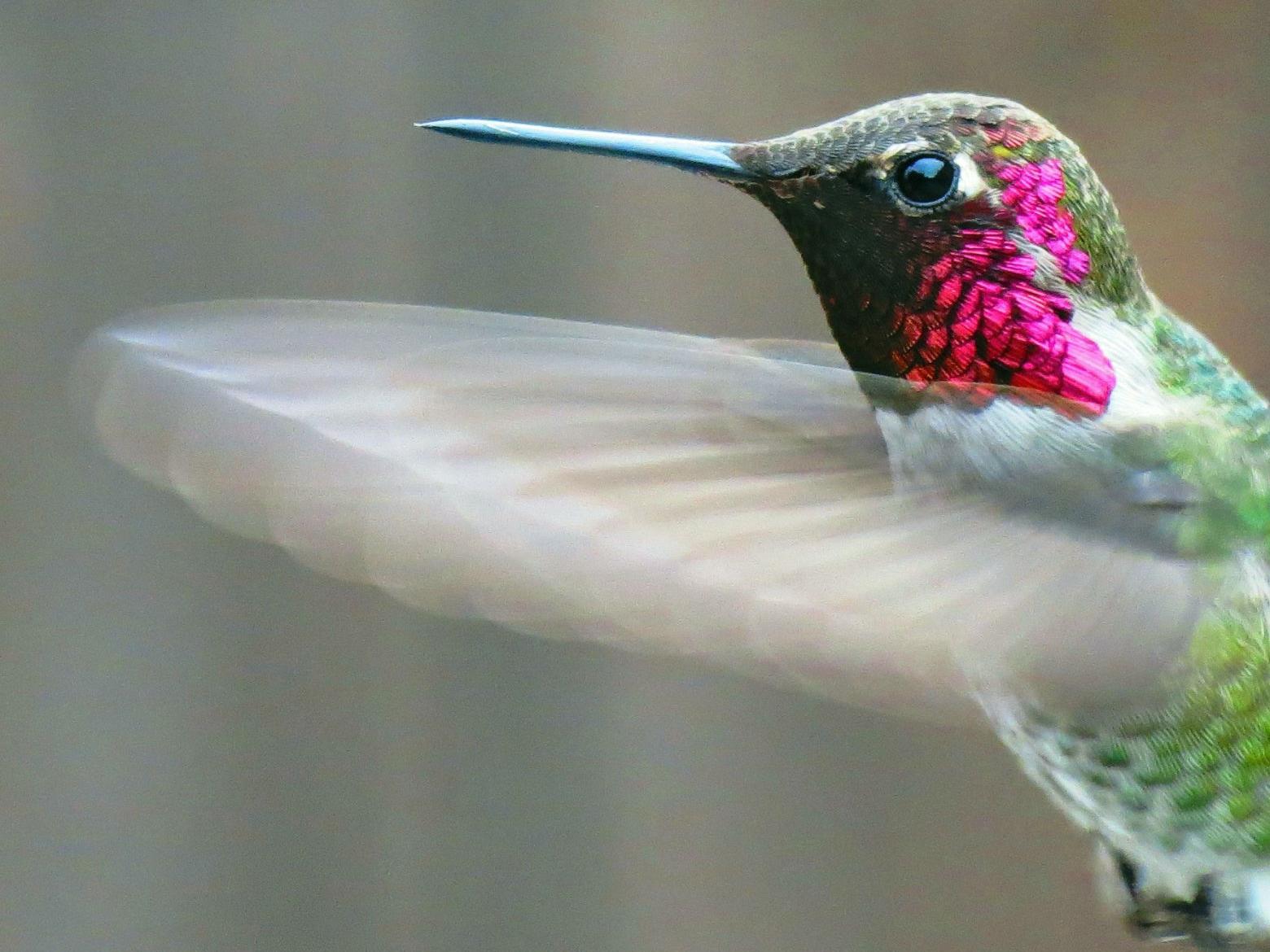 John Lindsey Anna S Hummingbirds A Spreading Central Coast