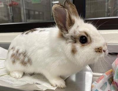 052322 Pet of the Week