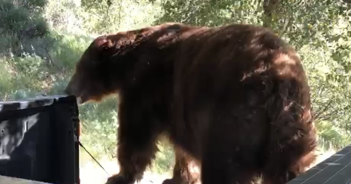 Wild in Solvang: California black bear roaming downtown, released back ...