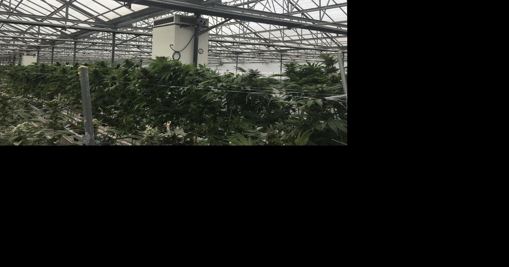 Under threat of shutdown, Carpinteria pot growers rush to install new odor-control technology | Local News