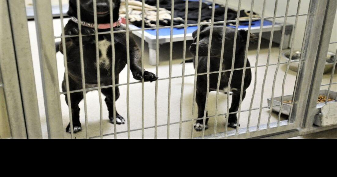 Santa Barbara County animal shelters need adopters Local News