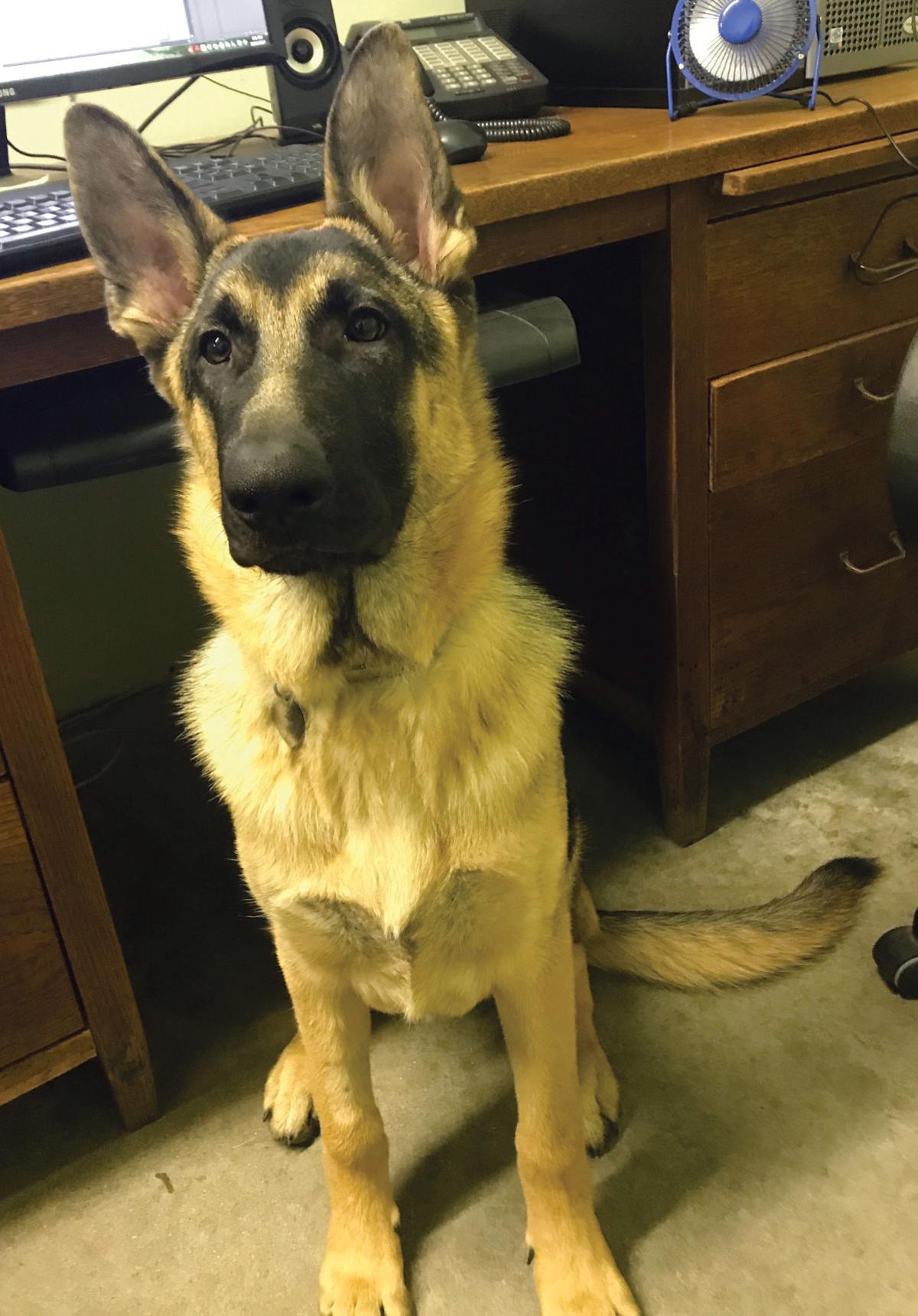 CCSPCA Pet of the Week -- Max