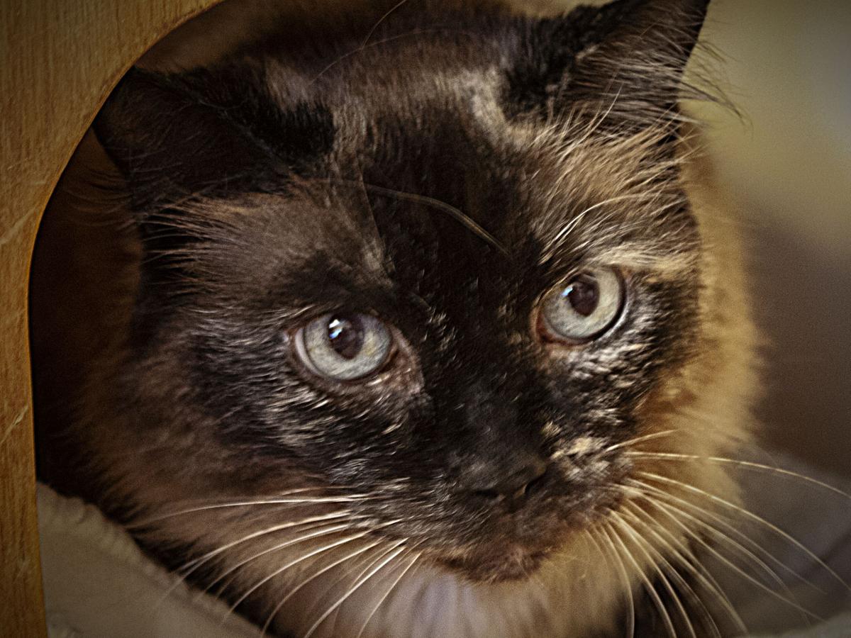 080620 VIVA Pet of the Week
