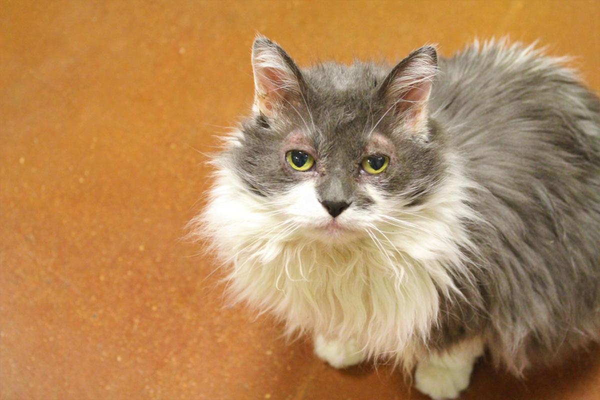 Santa Maria Valley Humane Society Celebrates Adopt A Cat Month
