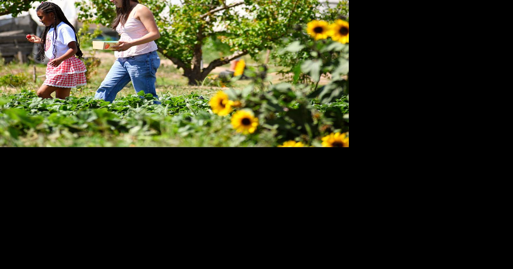 U-pick Blueberries welcomes visitors during season opening weekend in Santa Maria