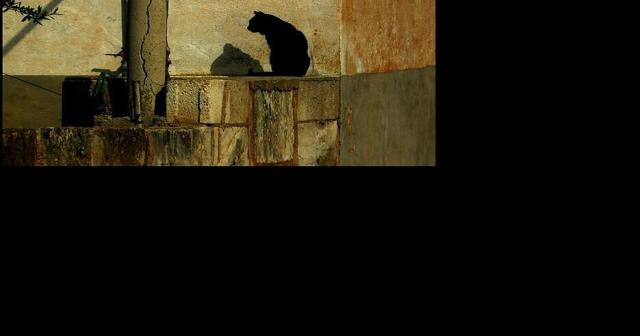 A cat's life, or not | Gene Lyons - Vimarsana News