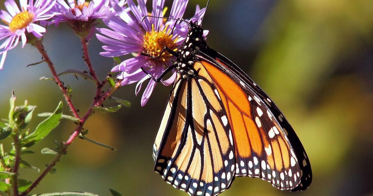 Butterflies Alive! exhibit opens at the Santa Barbara Museum of Natural History this weekend