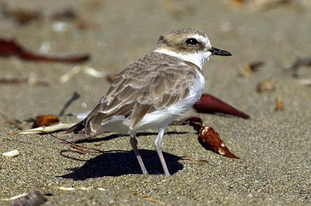 Western snowy plover restrictions take effect at Vandenberg beaches