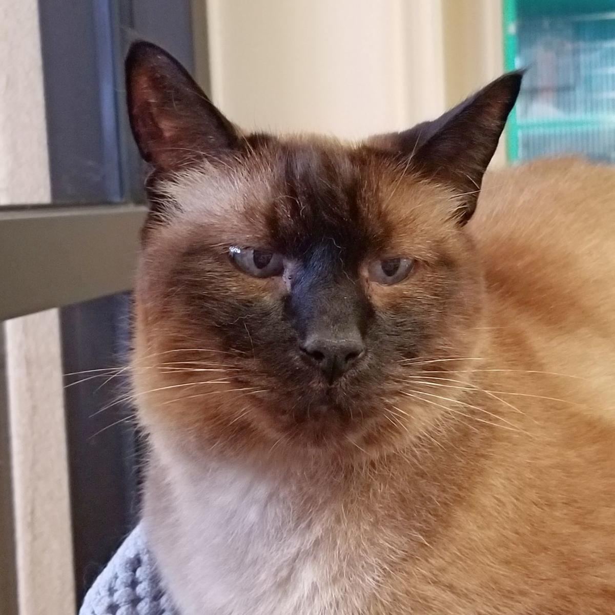 SMVHS Pet of the Week -- Sachi